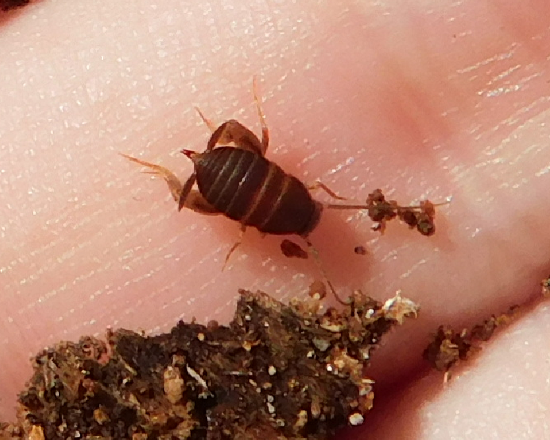 Myrmecophilus nonveilleri - Nonveiller-hangyásztücsök