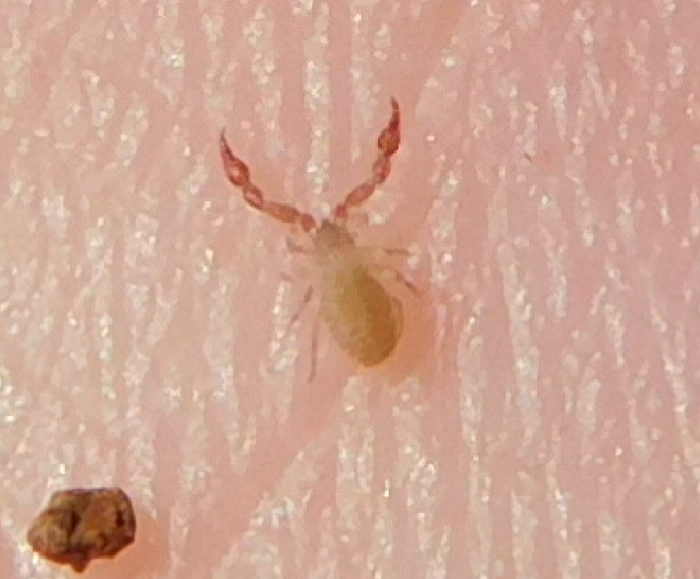 Pseudoscorpionida - Álskorpiók