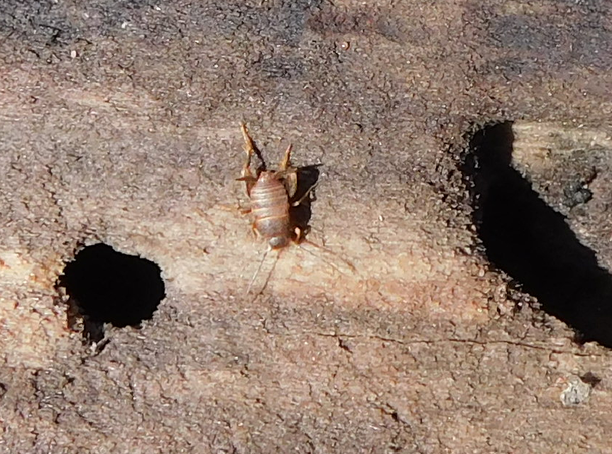 Myrmecophilus nonveilleri - Nonveiller-hangyásztücsök