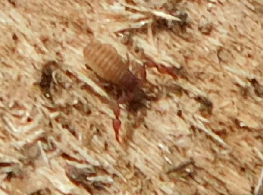 Pseudoscorpionida - Álskorpiók