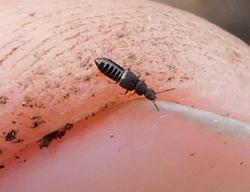 Anotylus Anotylus