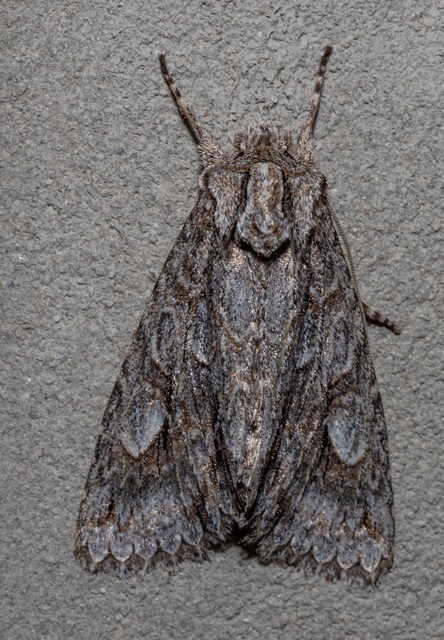 Meganephria bimaculosa - kétfoltos szilbagoly