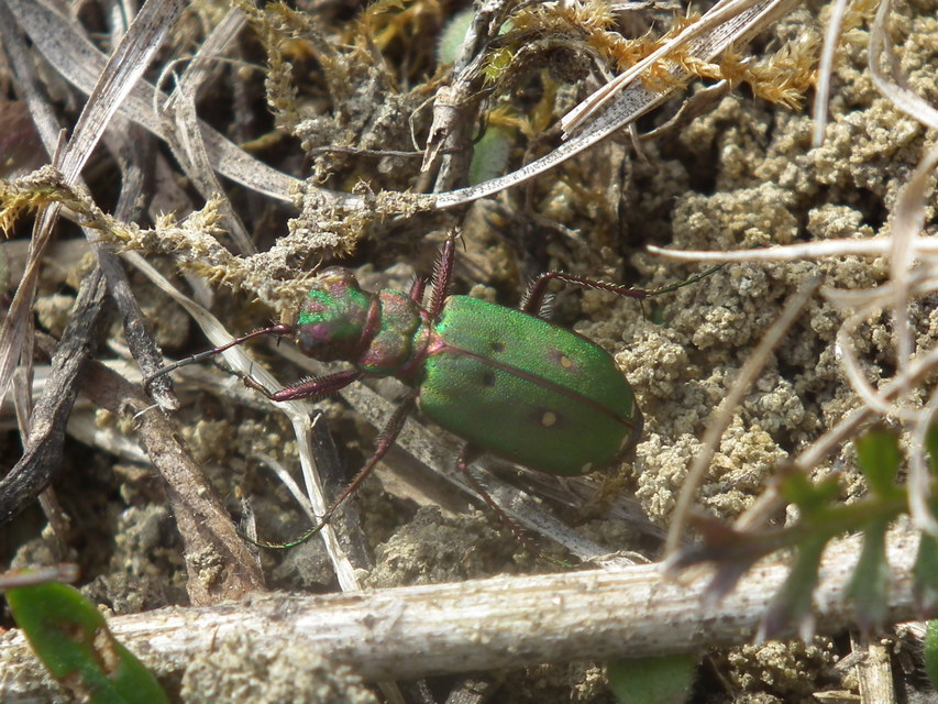 Cicindela campestris - mezei homokfutrinka