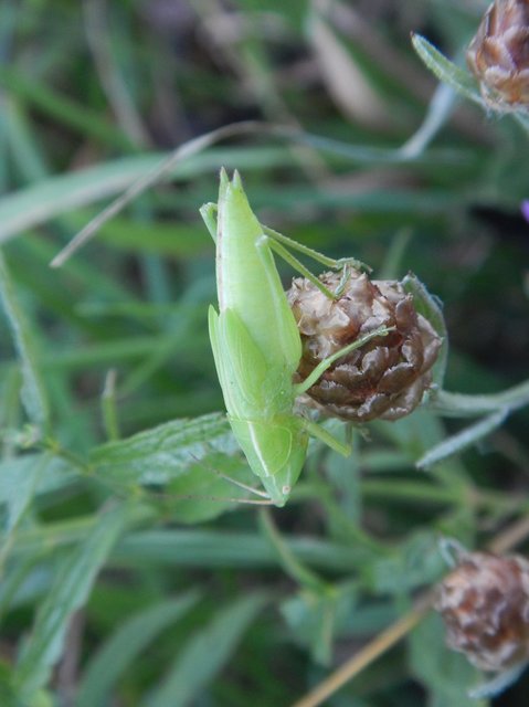 Ruspolia nitidula - nagy kúpfejűszöcske