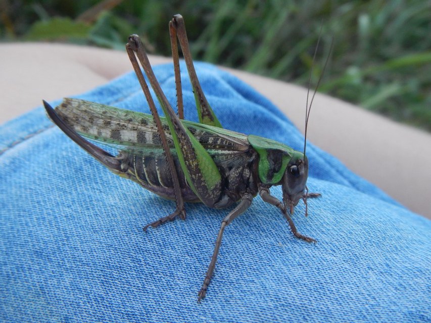 Decticus verrucivorus - szemölcsevő szöcske