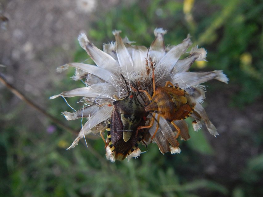 Carpocoris
