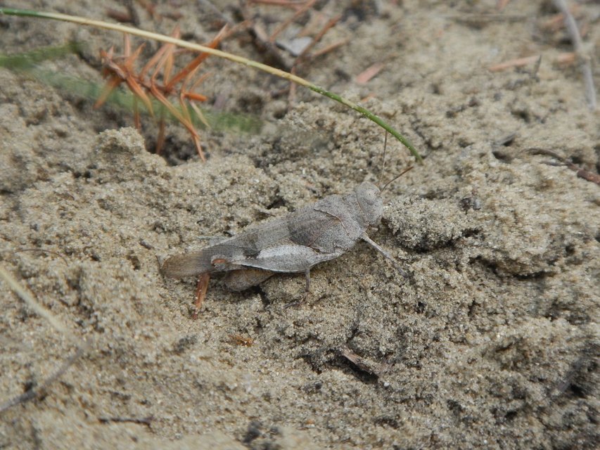 Oedipoda caerulescens - kékszárnyú sáska
