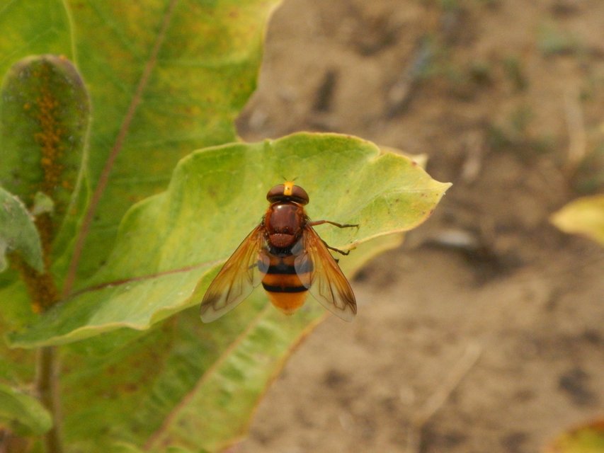 Volucella zonaria - kétöves pihelégy Volucella zonaria - kétöves pihelégy