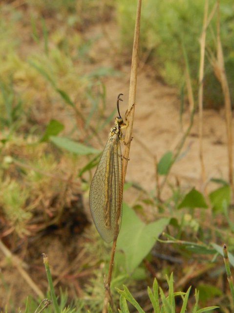 Myrmecaelurus trigrammus - hangyafarkas
