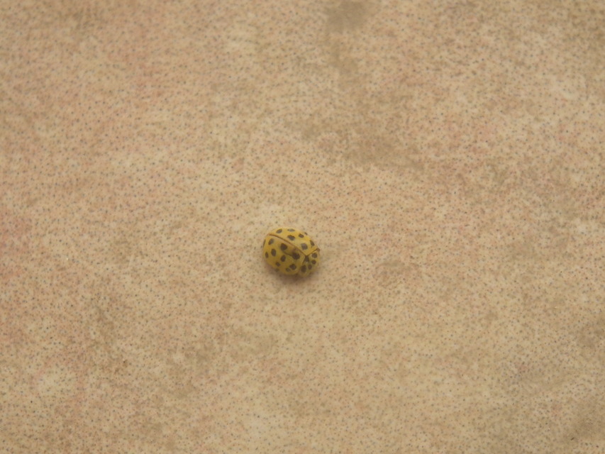 Psyllobora vigintiduopunctata - huszonkétpettyes katica