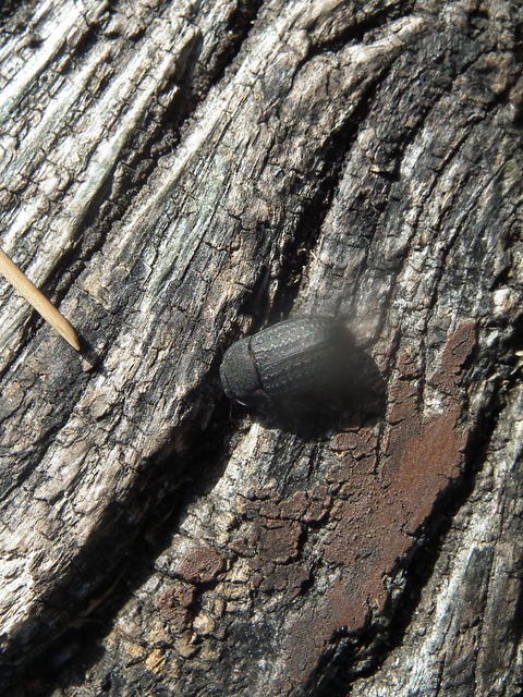 Opatrum sabulosum - sároshátú gyászbogár