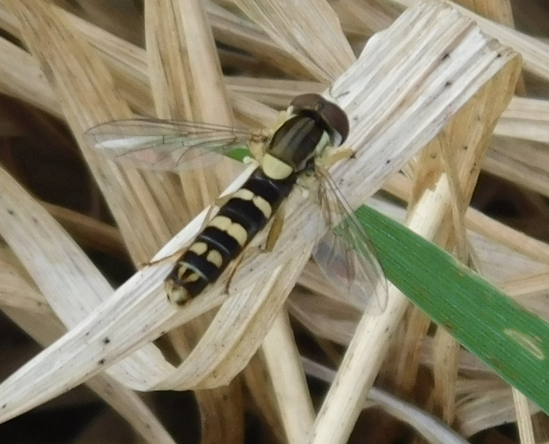 Sphaerophoria