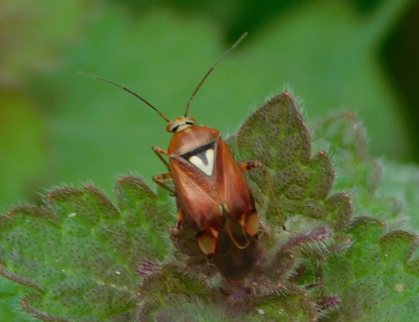 Lygus pratensis - változó mezeipoloska