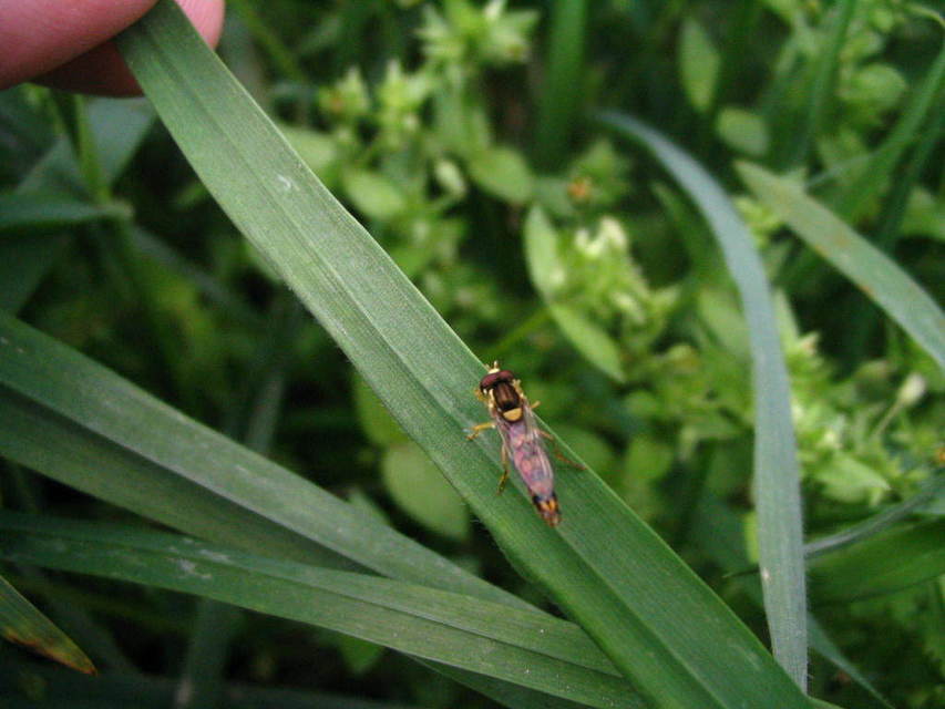 Sphaerophoria