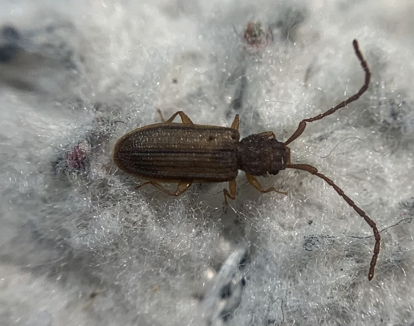 Uleiota planatus - hosszúcsápú fogasnyakú-lapbogár