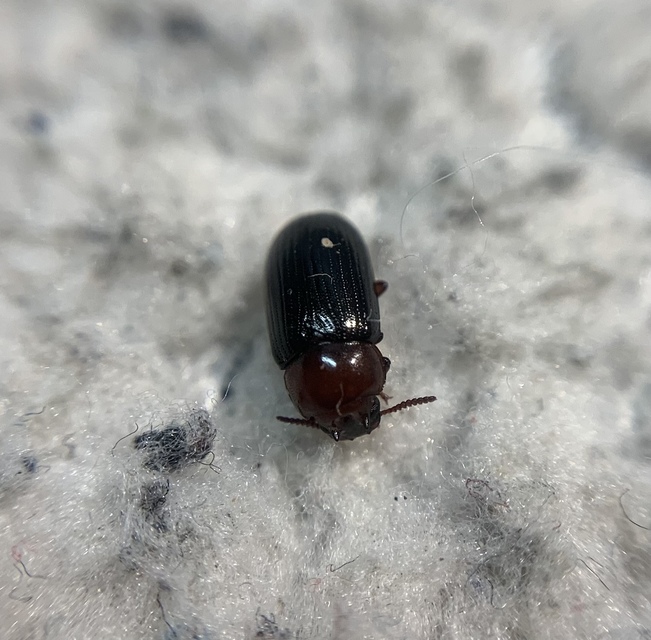 Neomida haemorrhoidalis