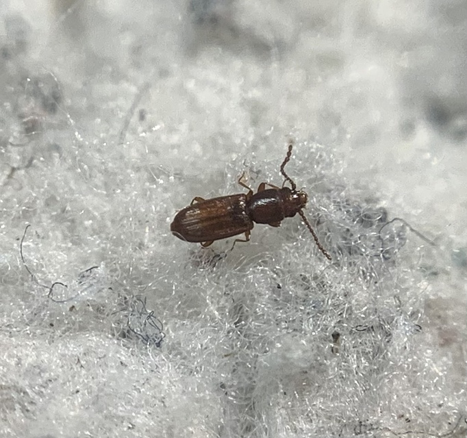 Cryptolestes duplicatus - kétvonalas szegélyeslapbogár