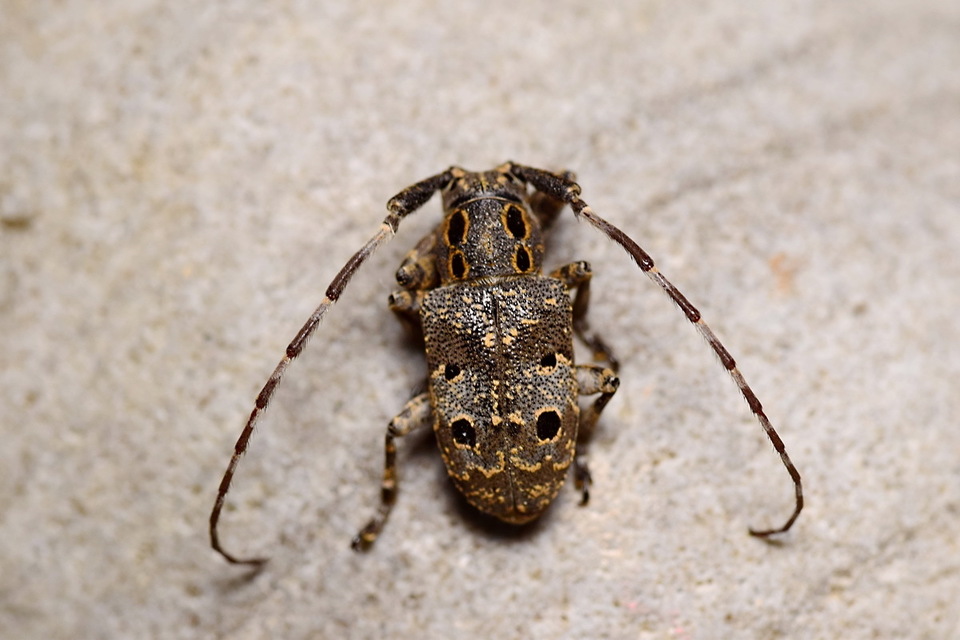 Mesosa curculionoides - szemfoltos cincér