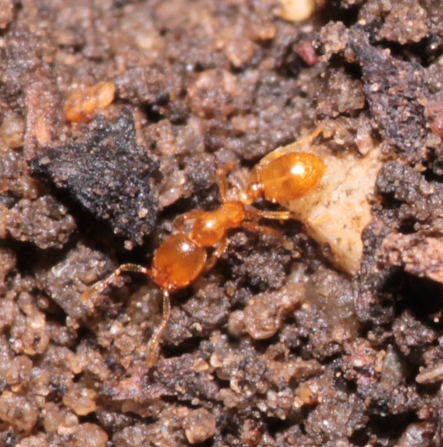 Solenopsis fugax - tolvajhangya