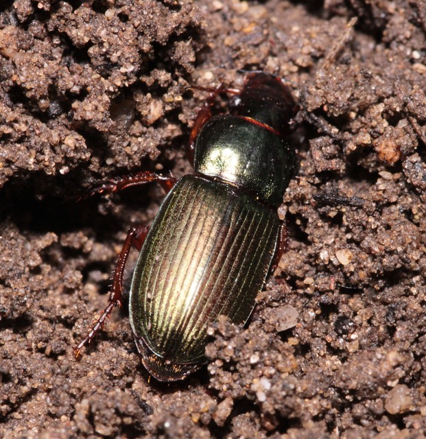 Harpalus affinis - szőrösszárnyú lomhafutó