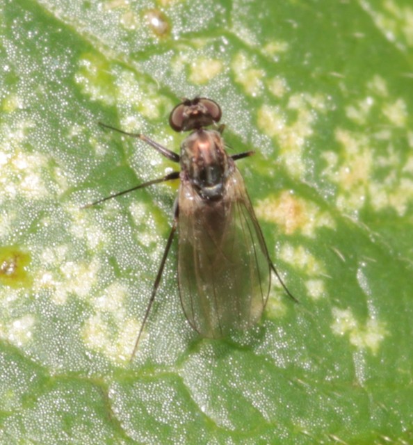 Medetera