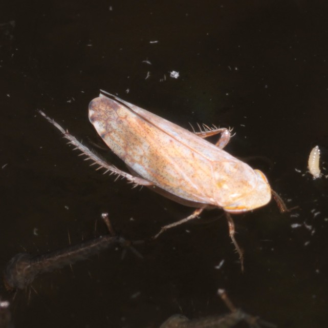 Fieberiella florii
