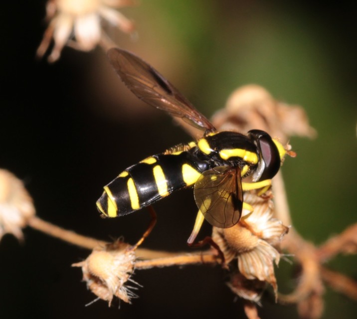 Xanthogramma pedissequum - gyakori oldalsávoslégy