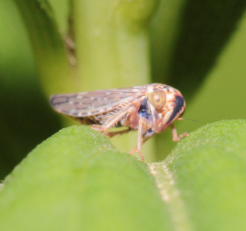 Balcanocerus pruni