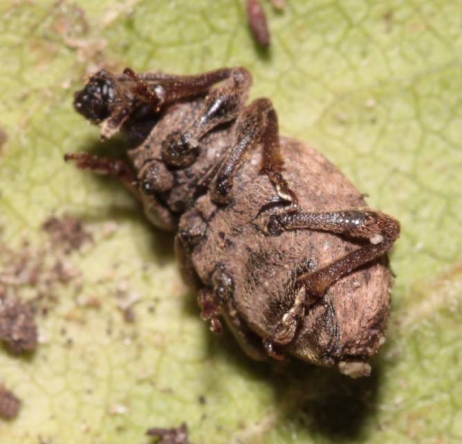 Otiorhynchus raucus - molyhos gyalogormányos