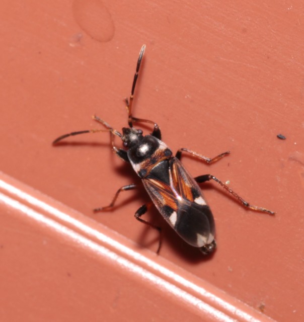 Raglius alboacuminatus - tarka díszesbodobács