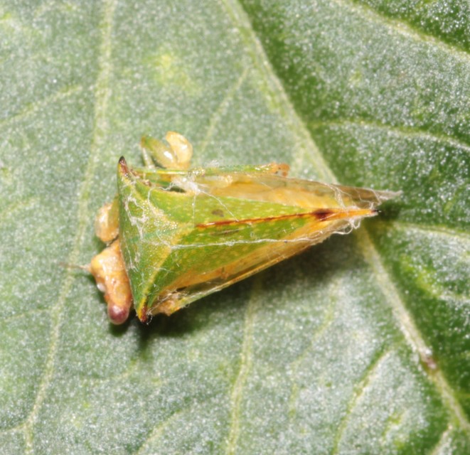 Stictocephala bisonia - bivalykabóca