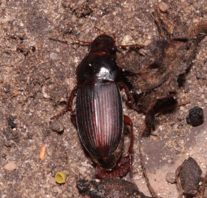 Harpalus smaragdinus - smaragd-lomhafutó