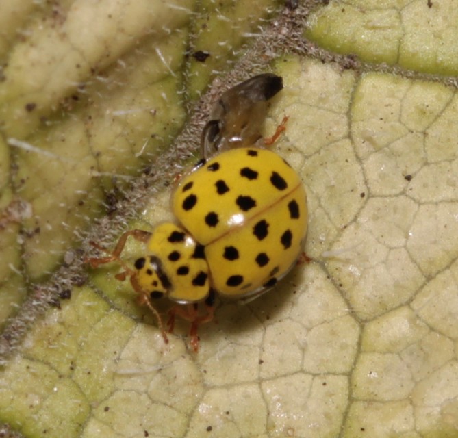 Psyllobora vigintiduopunctata - huszonkétpettyes katica