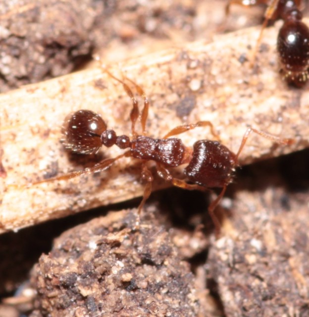 Tetramorium
