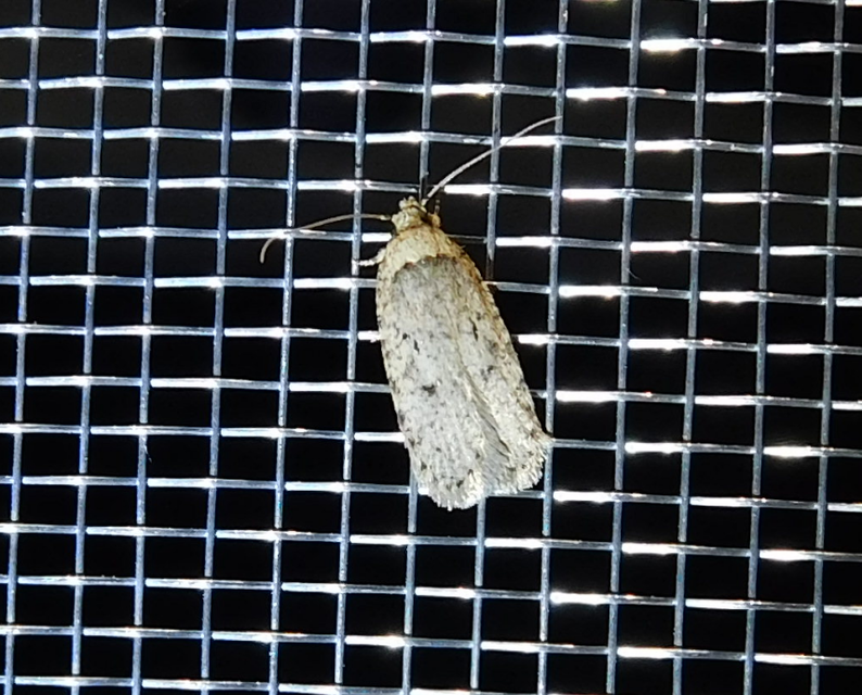 Agonopterix