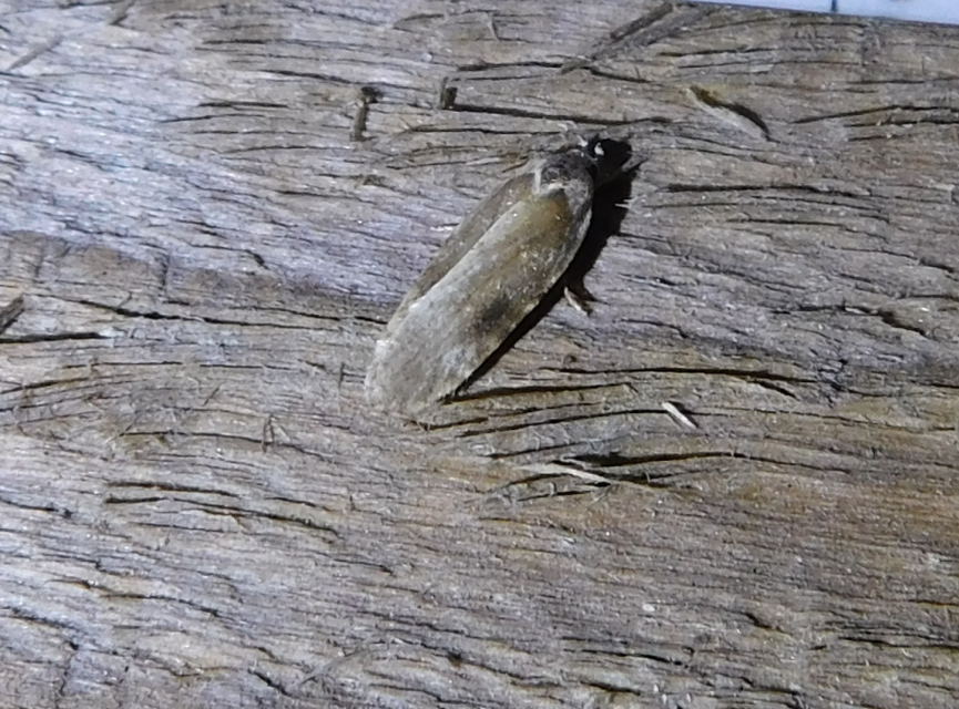 Agonopterix alstromeriana - bürök-laposmoly