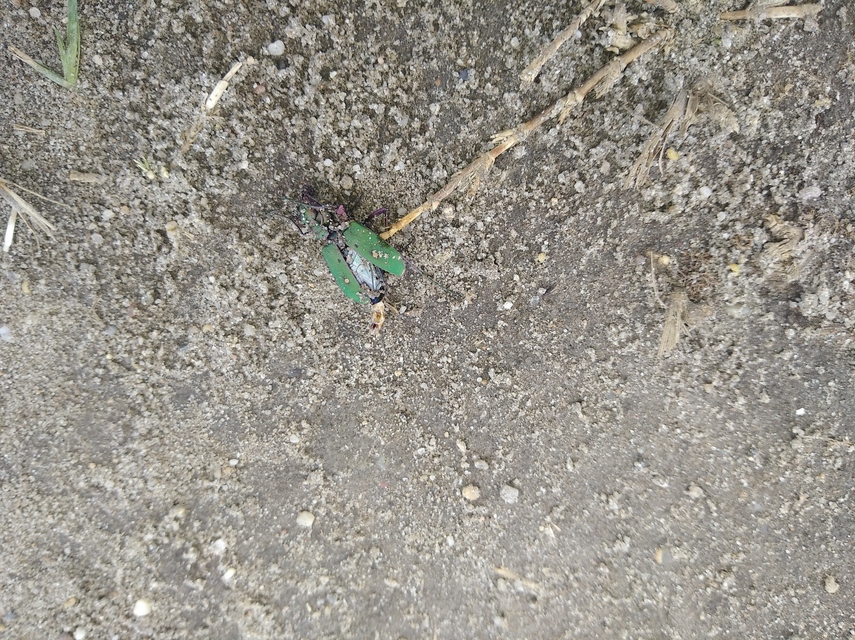 Cicindela campestris - mezei homokfutrinka