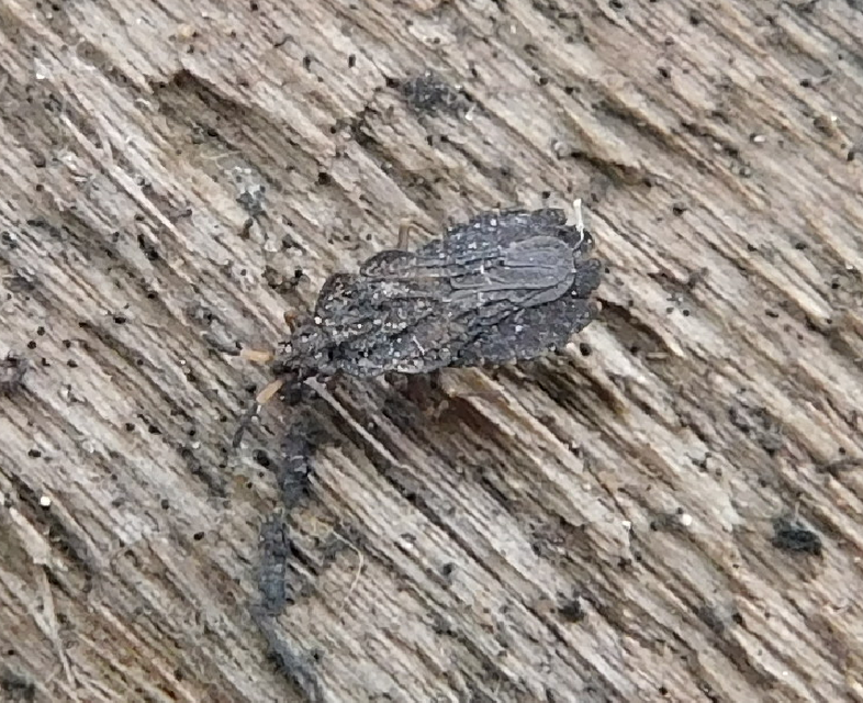 Aradus distinctus