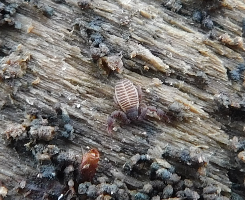 Pseudoscorpionida - Álskorpiók