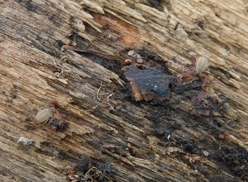 Pseudoscorpionida - Álskorpiók