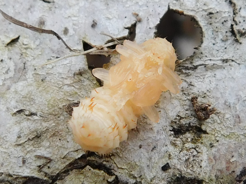 Pyrochroa coccinea - nagy bíborbogár