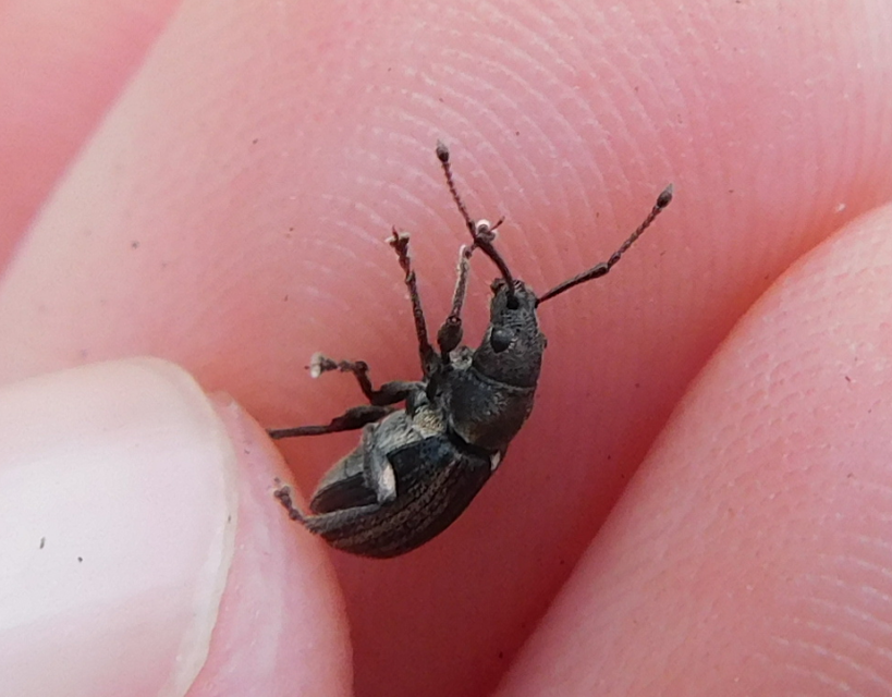 Phyllobius pyri - gyümölcsfa-levélormányos