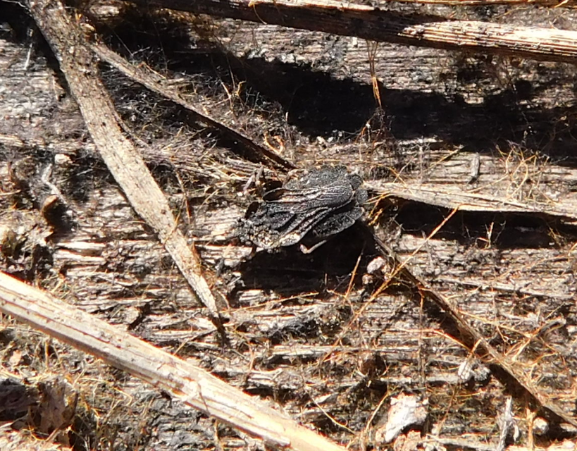 Aradus distinctus