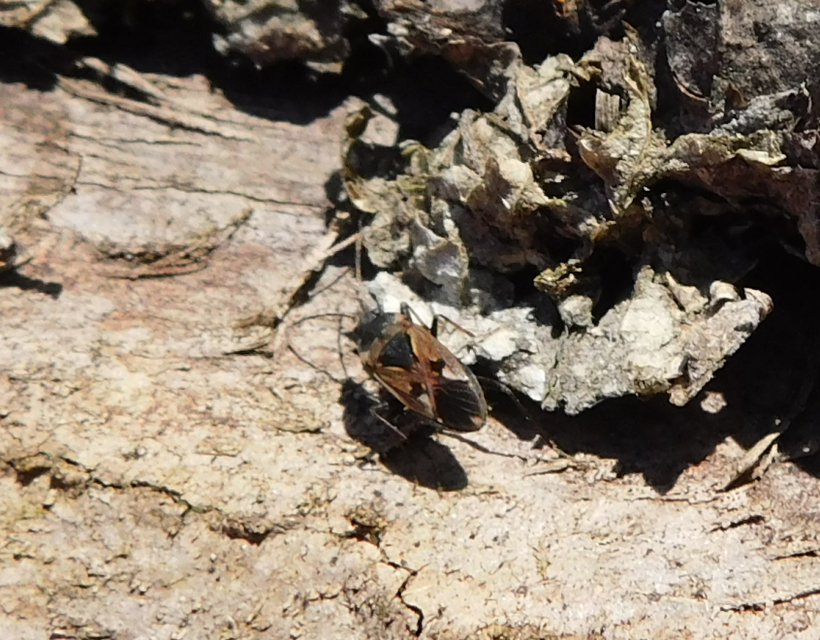 Rhyparochromus vulgaris - közönséges díszesbodobács