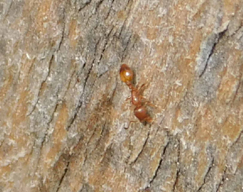 Temnothorax unifasciatus - gyűrűs kéreghangya
