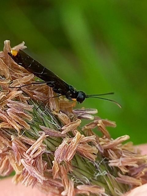 Calameuta punctata