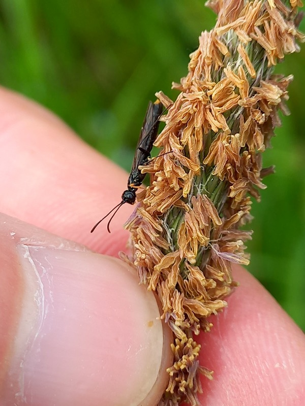 Calameuta punctata