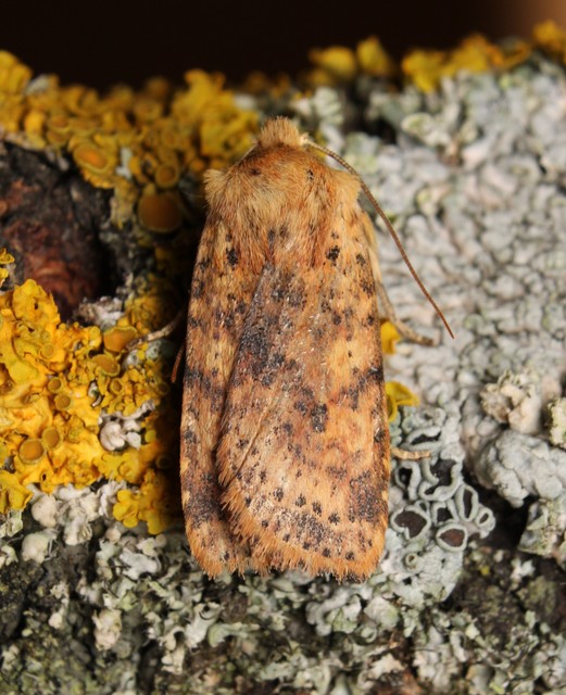 Conistra rubiginea - vörös őszibagoly