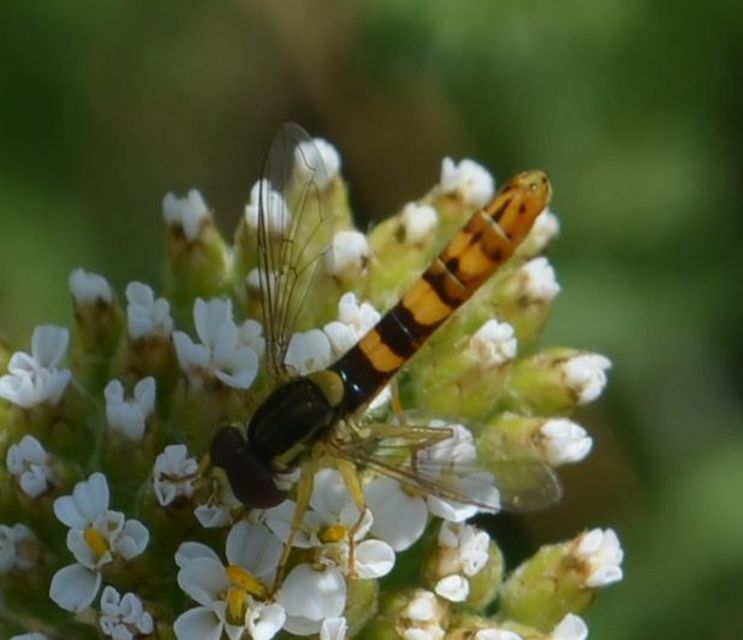 Sphaerophoria