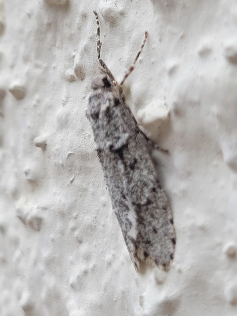 Diurnea fagella - szürke tavaszimoly